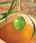olivenplante